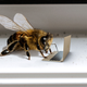 Image for article titled Declining Bee Population Linked To Increase In Bees’ Pornography Consumption